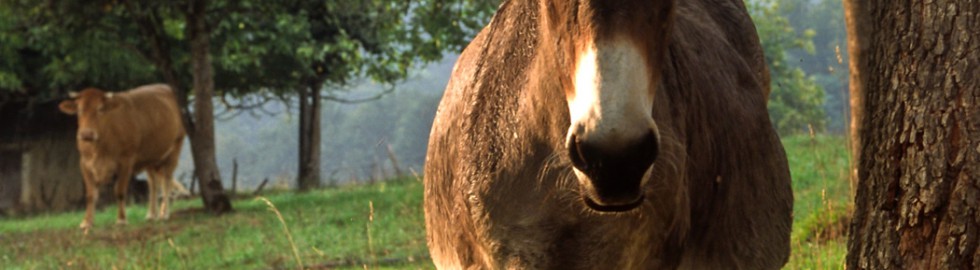 L’âne et la vache, une fable Périgourdine…