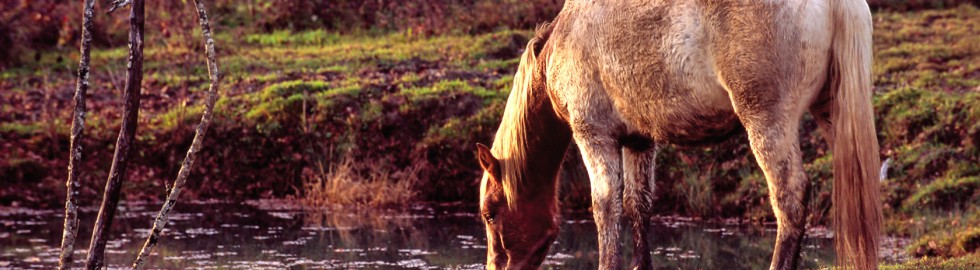 Cheval au bord de l’eau, Jura