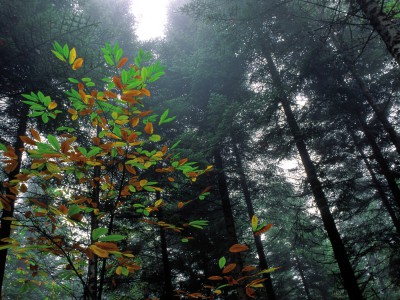 Couleurs dans la brume, Dordogne