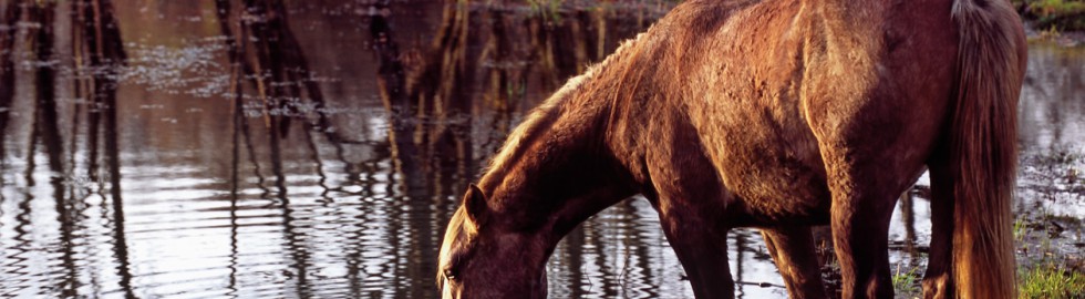 Cheval en automne, Jura