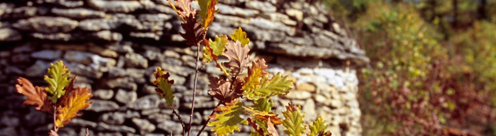 Feuilles de chêne et borie, Dordogne