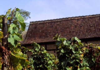Vignes à l’Ecomusée, Alsace