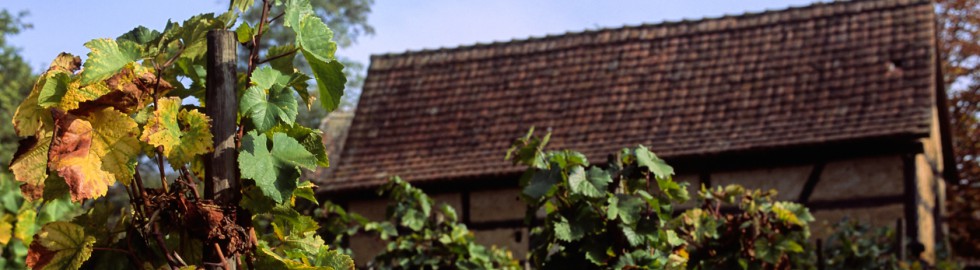 Vignes à l’Ecomusée, Alsace