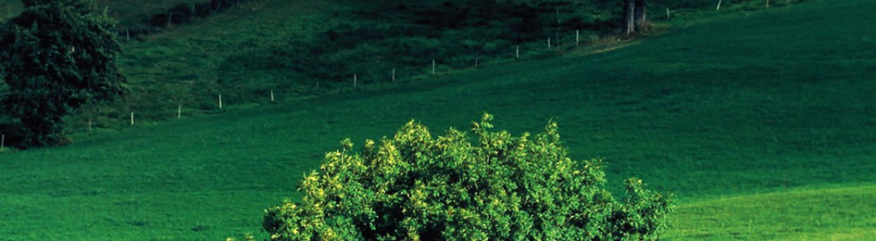 Paysage d’Yssingeaux, Haute-Loire