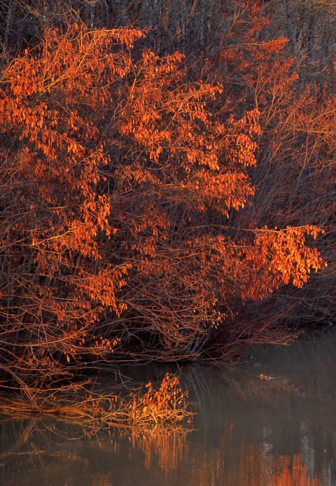 Soleil couchant sur le canal du Rhône au Rhin, vers Valdieu-Lutran, Alsace