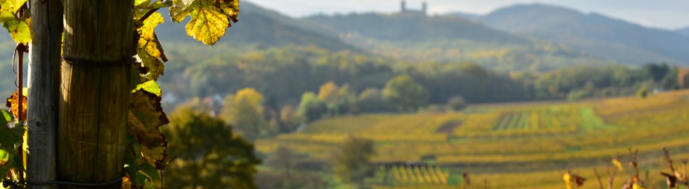 Château d’Andlau, Bas-Rhin, Alsace  –  Les deux tours depuis le vignoble