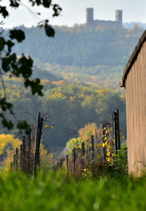 Château d’Andlau, Alsace  –  Le château depuis le vignoble de Mittelbergheim