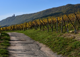 Château de l’Ortenbourg, Bas-Rhin, Alsace  –  Le château depuis le vignoble