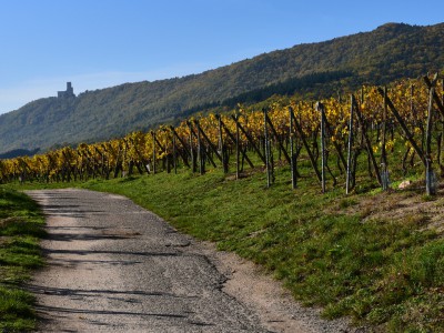 Château de l’Ortenbourg, Bas-Rhin, Alsace  –  Le château depuis le vignoble