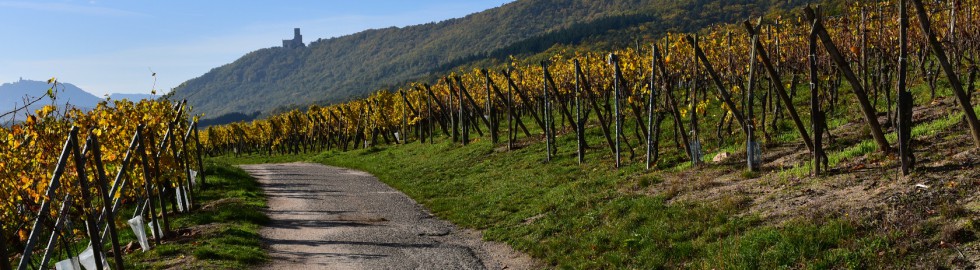 Château de l’Ortenbourg, Bas-Rhin, Alsace  –  Le château depuis le vignoble