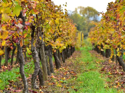 Pieds de vigne, Alsace