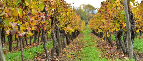 Pieds de vigne, Alsace