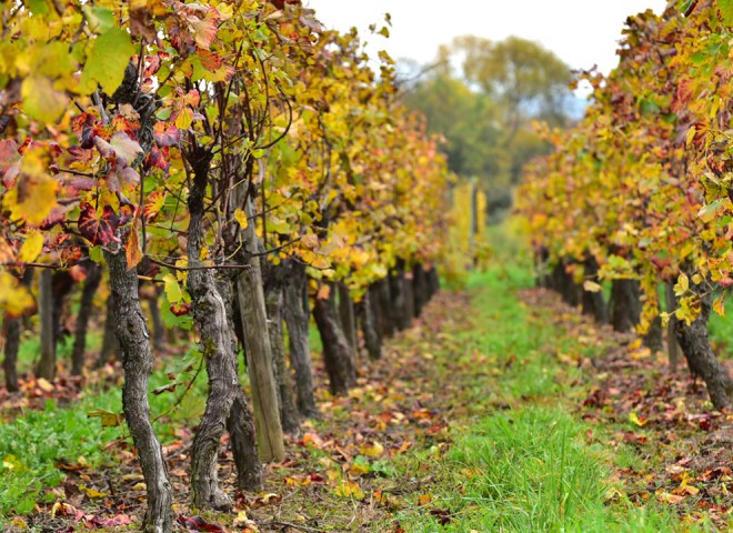 Pieds de vigne, Alsace