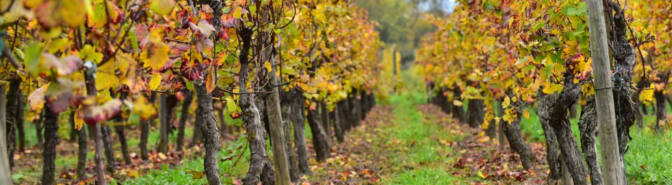 Pieds de vigne, Alsace