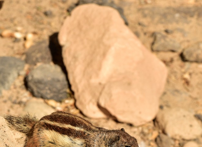 Ecureuil de Barbarie, Fuerteventura, Iles Canaries