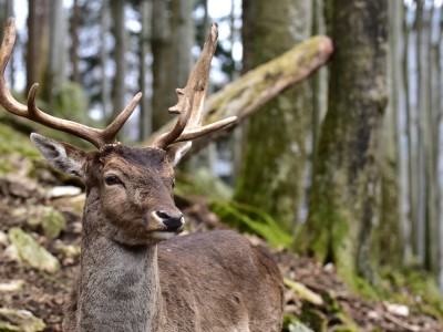 Bois dans les bois, Allemagne