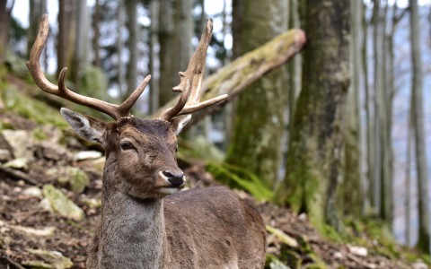 Bois dans les bois, Allemagne