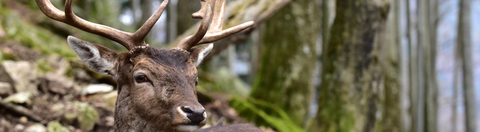 Bois dans les bois, Allemagne