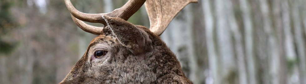 Majesté en forêt, Allemagne