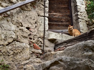 Chat gardien – Pérouges, Ain