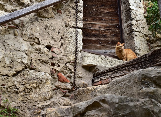 Chat gardien – Pérouges, Ain