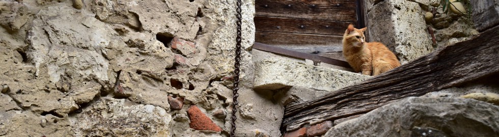 Chat gardien – Pérouges, Ain