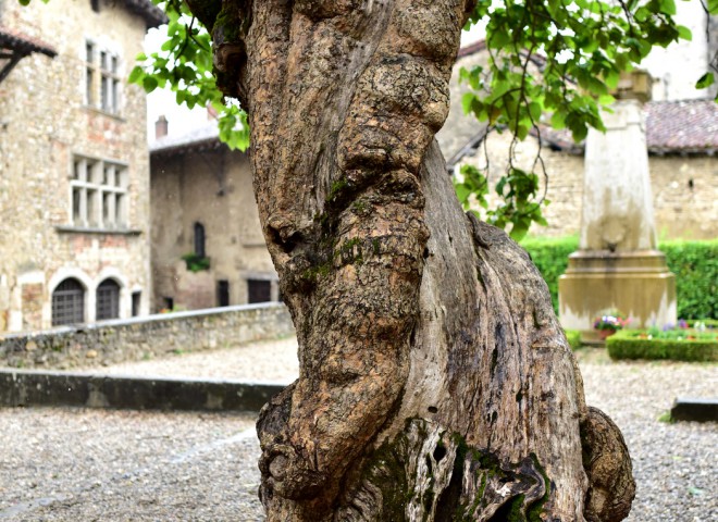 Tronc centenaire – Pérouges, Ain