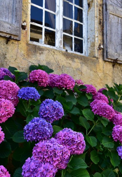 Bouquet d’hortensias, Saint-Genies, Dordogne