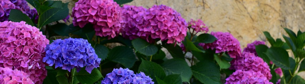 Bouquet d’hortensias, Saint-Genies, Dordogne