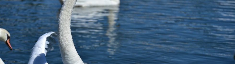 Cygne en majesté, Haute-Saône.