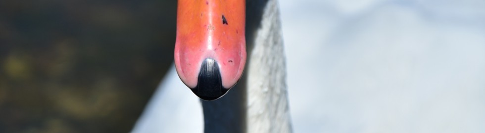 Regard de cygne, Haute-Saône