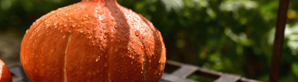 Potiron après la pluie