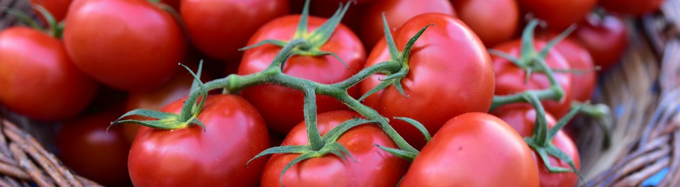 Tomates fraiches – Marché de Libourne