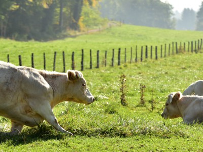 Génuflexion bovine