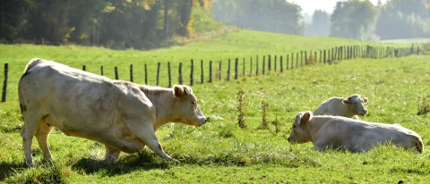 Génuflexion bovine
