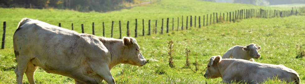 Génuflexion bovine