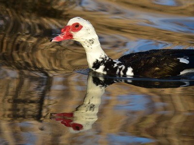 Canard de barbarie, reflets