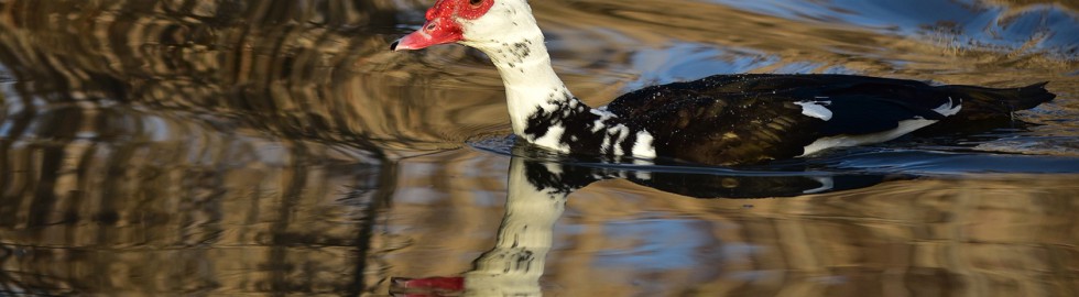 Canard de barbarie, reflets