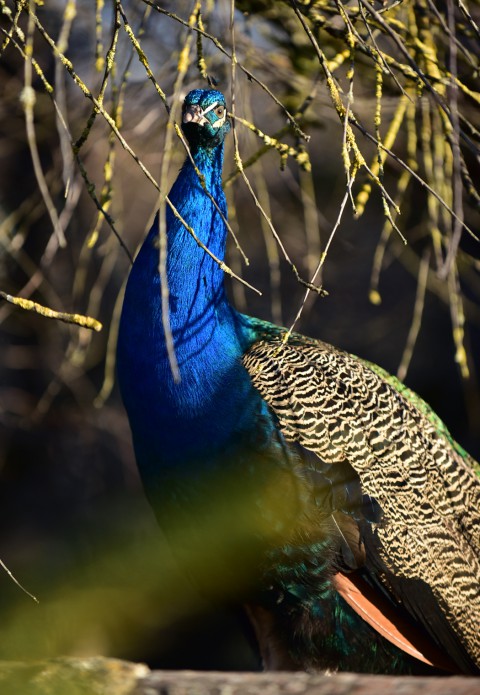 Paon couleur lapis-lazuli