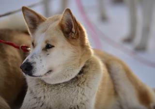 Bianca au repos