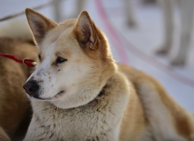 Bianca au repos