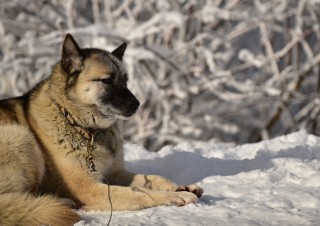 Latuk, femelle dominante de la meute