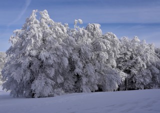 Arbres en manteau blanc