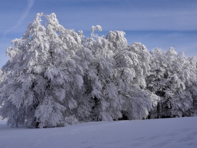 Arbres en manteau blanc