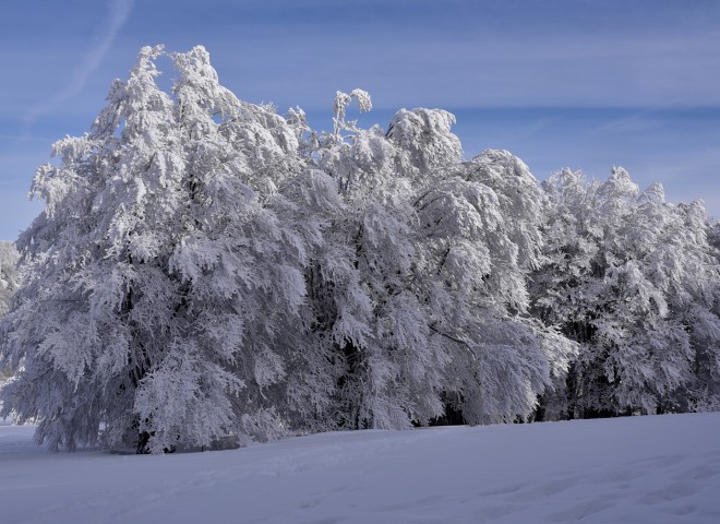 Arbres en manteau blanc