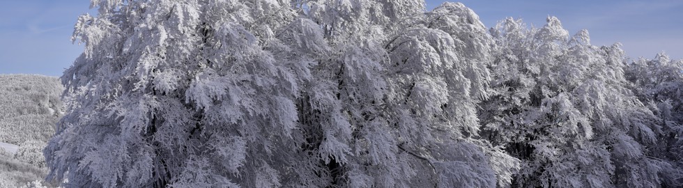 Arbres en manteau blanc