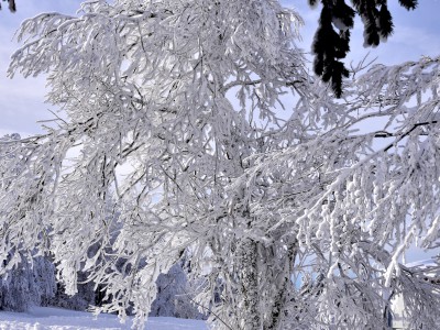 Féerie hivernale