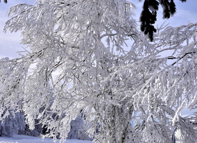 Féerie hivernale