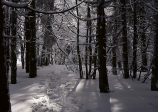 Sous-bois enneigé au Ballon d’Alsace