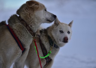 Grincheux et Lolotte